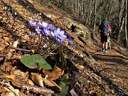 10 Erba trinita (Hepatica nobilis)